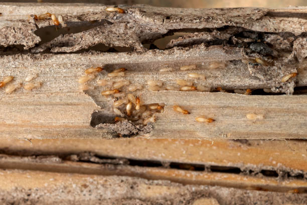 Pest Prevention Services in Skokie, IL